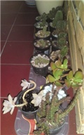 ariii
